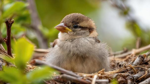 巣にいる鳥の雛 巣にいる鳥の雛の写真