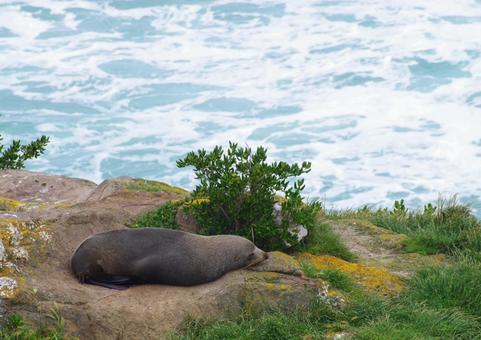 眠るオットセイ～ニュージーランド ニュージーランド,ニュージーランドオットセイ,オットセイの写真素材