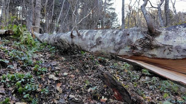 森林の倒木 森林,倒木,木の写真素材