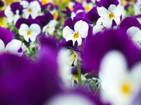 ビオラ ビオラの写真