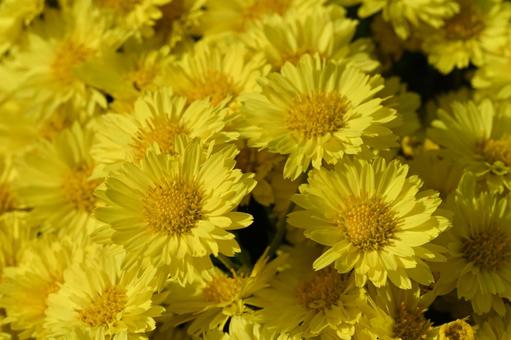 クローズアップの黄色い玉菊の写真