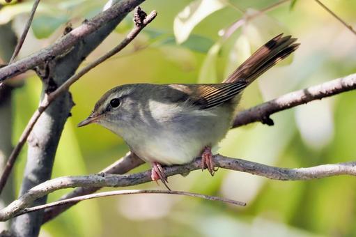 ウグイス ウグイス,小鳥,野鳥の写真素材