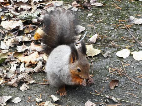 北海道に生息の可愛いエゾリス エゾリス,リス,栗鼠の写真素材