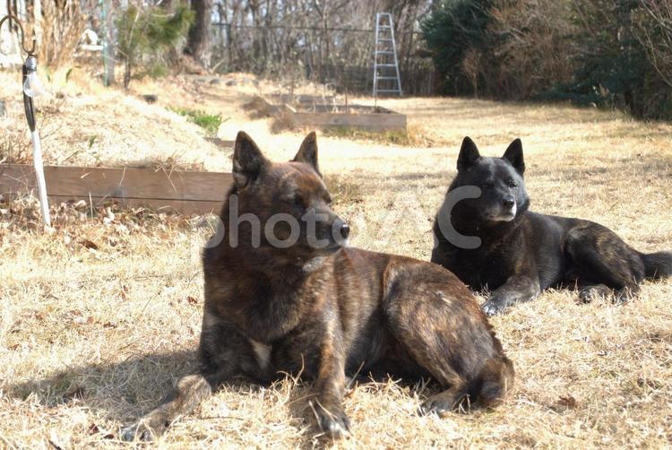 庭でリラックスしている２匹の甲斐犬 犬,甲斐犬,かわいいの写真素材