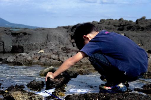 <素材>磯でガサガサ(小魚捕獲)する子供 <素材>磯でガサガサ(小魚捕獲)する子供 子供,磯遊び,海の写真素材
