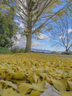 青空に映える黄金の道 イチョウ,黄葉,落ち葉の写真素材