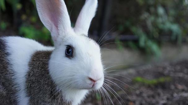 Photo, rabbit, okunoshima, tiny, 
