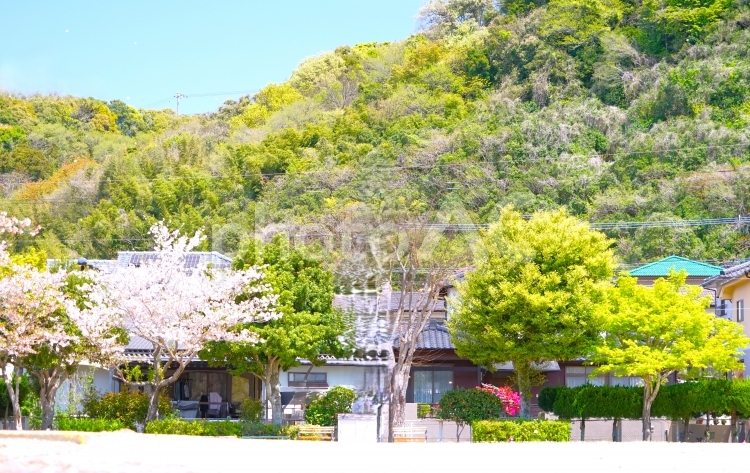 公園の桜と新緑 桜,新緑,公園の写真素材