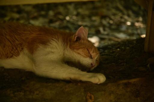 お昼寝中の猫⑥ お昼寝中の猫⑥ 猫,地域猫,さくら猫の写真素材