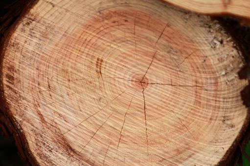 切断された木 木,樹木,伐採の写真素材