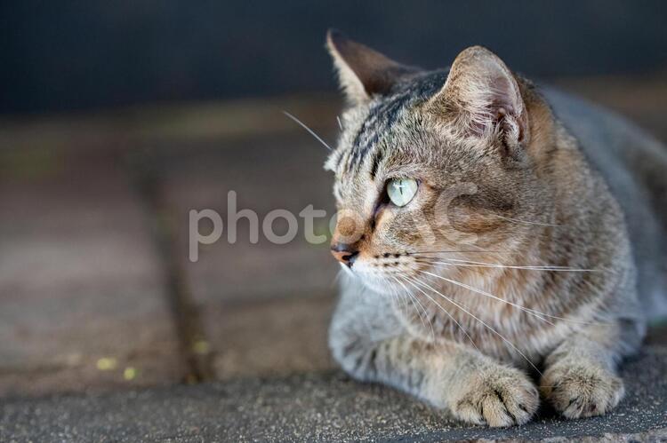 猫 猫,座る,野良猫の写真素材