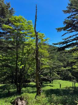 大台ヶ原 大台ヶ原 日出ヶ岳,大台ヶ原,奈良の写真素材
