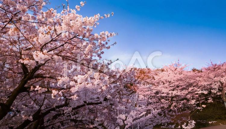満開の桜の背景 ソメイヨシノ,桜,花の写真素材