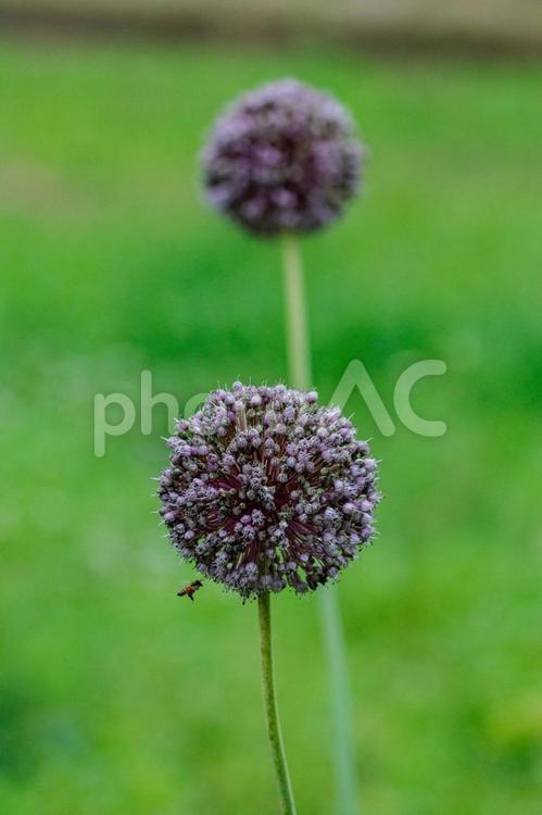 ギガンテウムの蜜を吸うミツバチ 花,自然,植物の写真素材