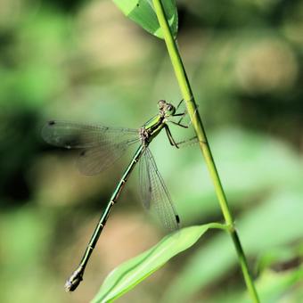 Blue Damselfly, JPG Blue Damselfly, JPG