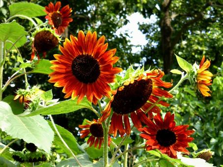 花壇に咲く品種名「ルビー」のヒマワリの写真