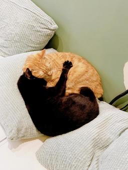 ハグしている猫 ハグしている猫の写真