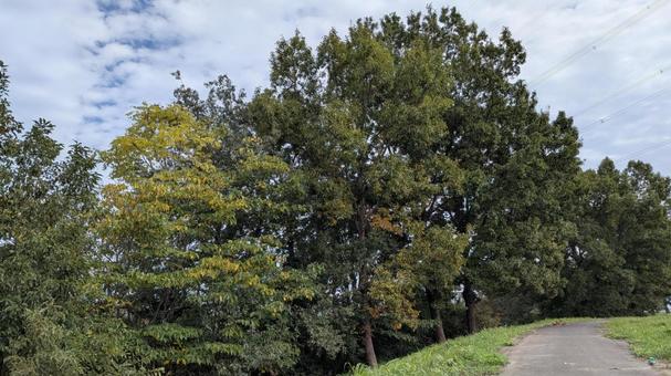 巨木 大木 巨木,大木,木の写真素材