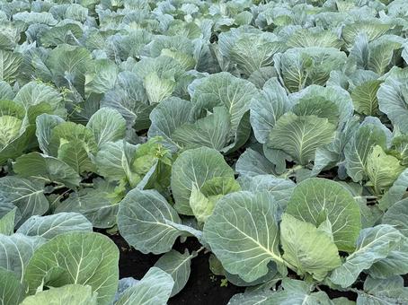 キャベツ畑 キャベツ,秋,野菜の写真素材