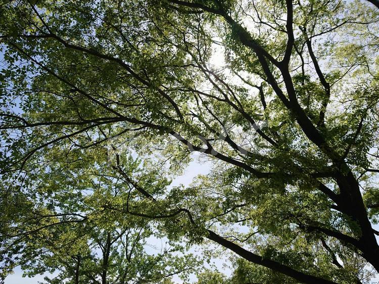 光が差し込む木 自然,太陽,空の写真素材