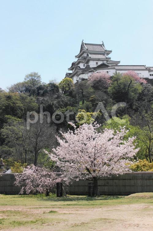 和歌山城と桜 サクラ,さくら,桜の写真素材