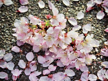 桜の花びら 春 桜の花びら 春の写真