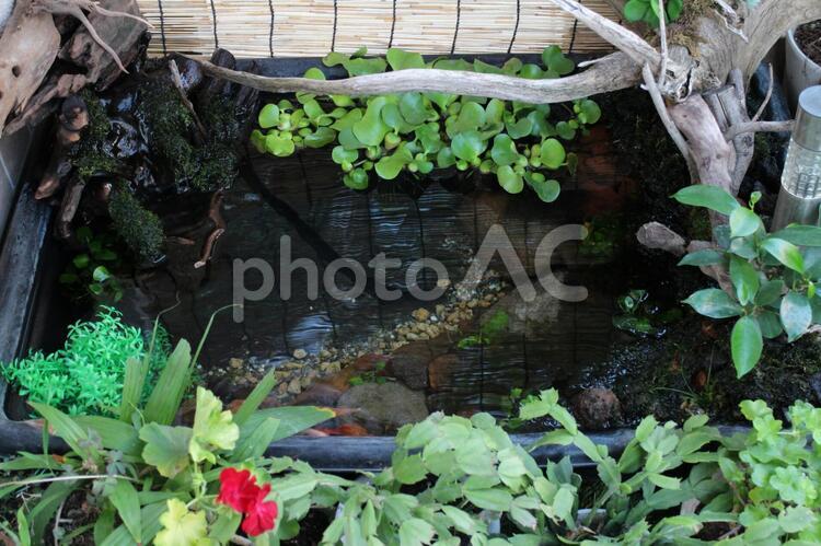 草木の中のビオトープ 水,水槽,アクアリウムの写真素材