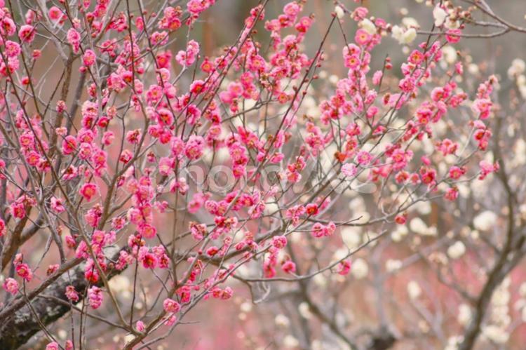 春の風景　ピンクと白がきれいな梅林 梅,梅林,ピンクの写真素材