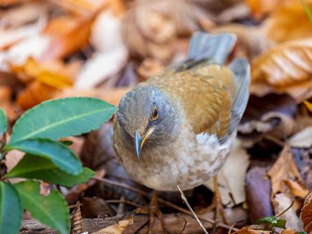 地面を歩くシロハラ・野鳥 地面を歩くシロハラ・野鳥の写真