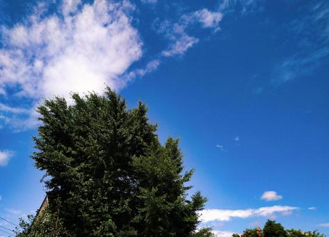 晴れた空と大きな木 晴れた空と大きな木の写真