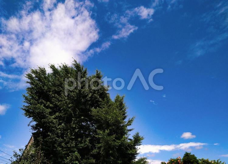 晴れた空と大きな木 青空,空,雲の写真素材