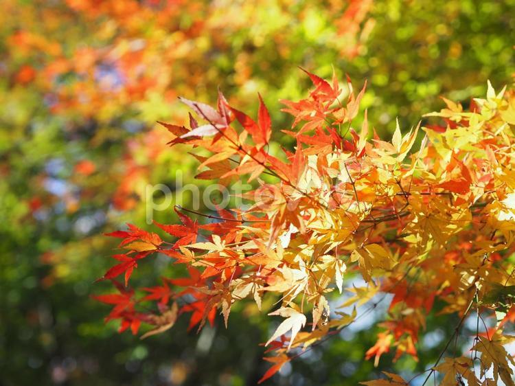 紅葉が綺麗なモミジの風景写真 枝,木の枝,枯れ木の写真素材