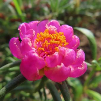 マツバボタン（松葉牡丹） マツバボタン,松葉牡丹,花の写真素材