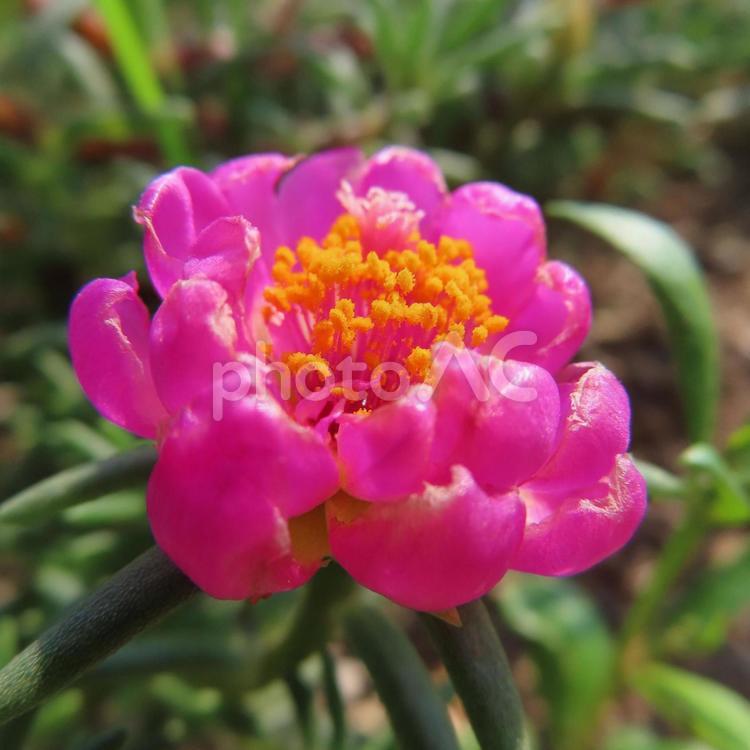 マツバボタン（松葉牡丹） マツバボタン,松葉牡丹,花の写真素材
