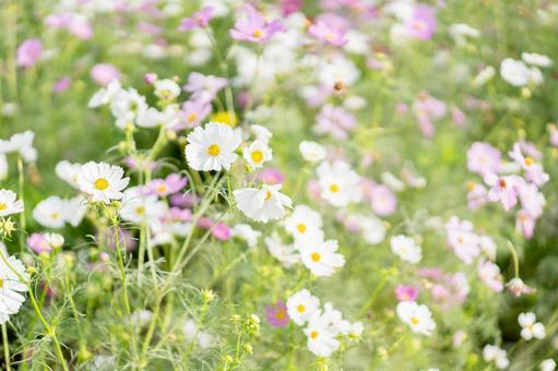 コスモスの写真