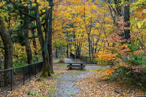 秋の鳳鳴四十八滝⑼ 秋,紅葉,ベンチの写真素材