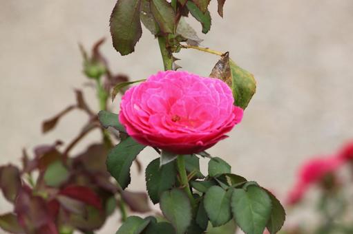 赤ピンクのバラ1輪 赤ピンクのバラ1輪 薔薇,バラ,花の写真素材