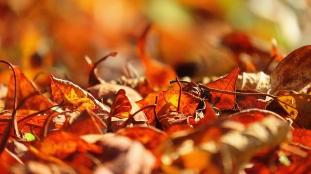 落ち葉 落ち葉,紅葉,秋の写真素材