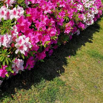 ツツジ ツツジの写真