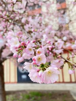 ヨーロッパに咲く桜 春,桜,花の写真素材