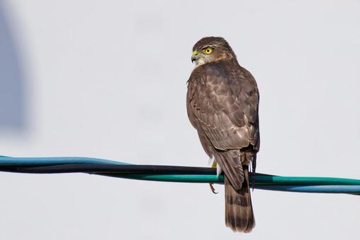 町中の電線に留まるツミの幼鳥 ツミ,雀鷹,幼鳥の写真素材