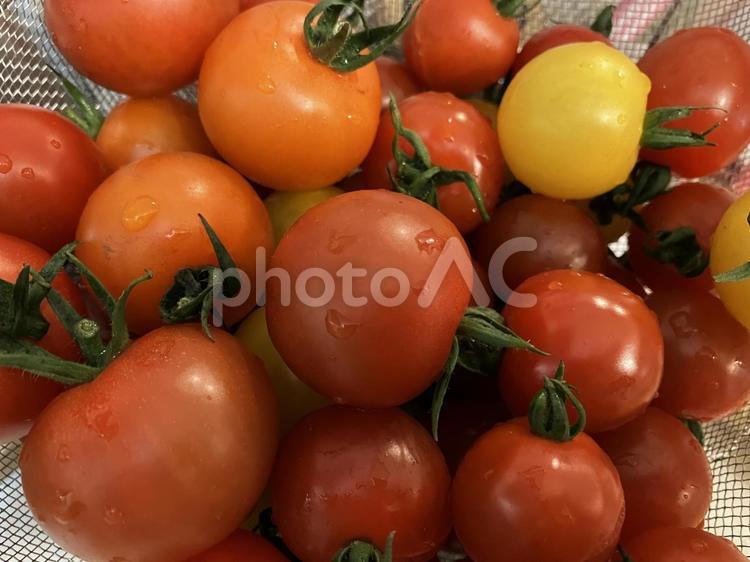 プチトマト採れたて３ プチトマト,野菜,新鮮の写真素材