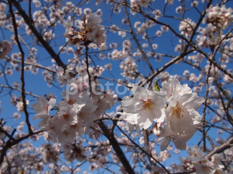 ソメイヨシノ ソメイヨシノ 桜,さくら,春の写真素材
