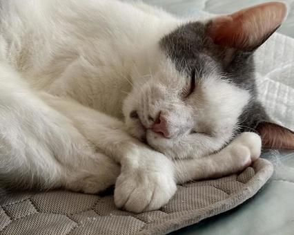 足を枕にして寝てる猫 ねこ,可愛い,ハチワレの写真素材