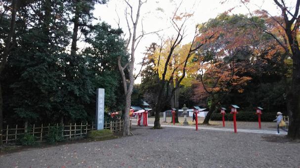 鷲宮神社 鷲宮神社 鷲宮神社,shrine,参道の写真素材