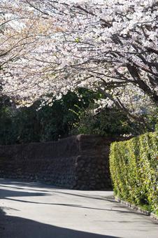 通り道に桜が咲く 通り道に桜が咲くの写真