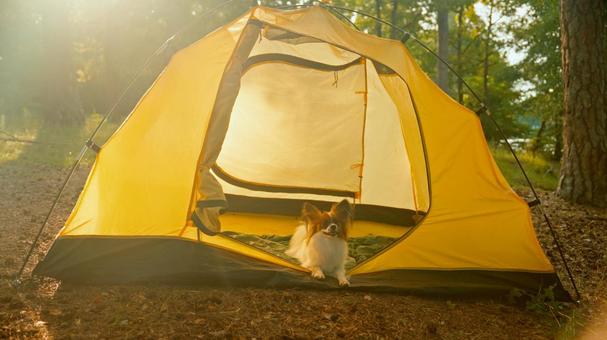 日差しの中の黄色いテントと犬 犬,パピヨン,伏せの写真素材