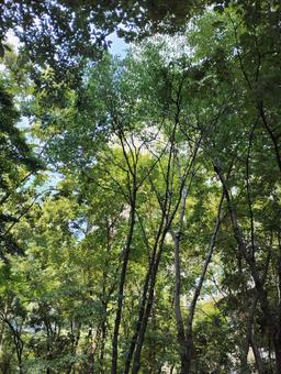 大手町の森 大手町の森の写真