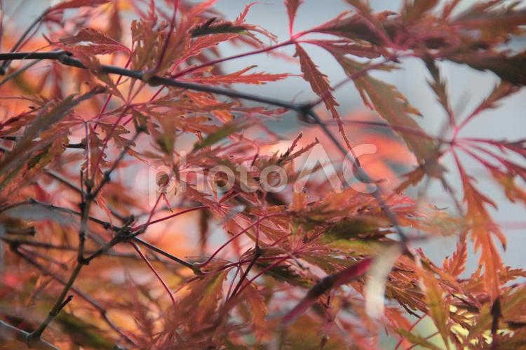 生田神社の紅葉 紅葉,もみじ,モミジの写真素材