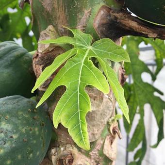 パパイヤの新芽 パパイヤの新芽の写真